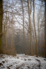 Waldweg im kalten und frostigen Winter bei Nebel