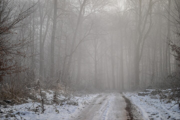 Obraz premium Waldweg im kalten und frostigen Winter bei Nebel