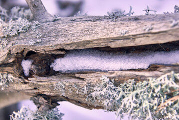 Detail of ice on wooden trunk with grass