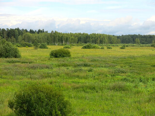 Obraz premium picturesque summer Russian field in sunny weather