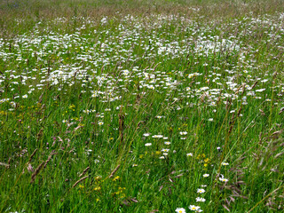picturesque summer Russian field in sunny weather
