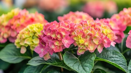 Close-up of potted hydrangea seedlings growing in a bright greenhouse, representing the future of sustainable floriculture practices.