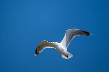 A european herring gull flies in front of a blue sky