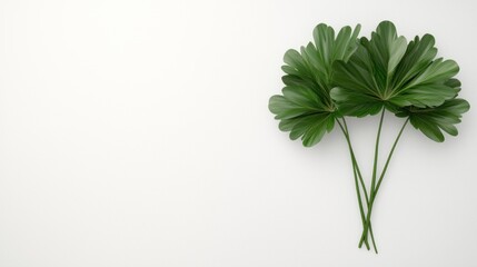 Naklejka premium Three green leaves arranged on a white background, symbolizing nature and freshness.