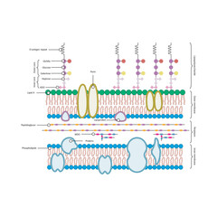 Diagram of  gram-negative bacterium (E. coli) cell envelope - inner, outer membrane, LPS, peptidoglycan. Simple schematic illustration.