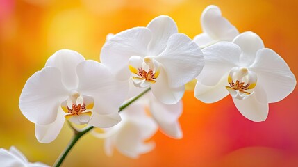 Delicate White Orchid Flowers with Colorful Blurred Background