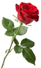 Fototapeta premium single red rose