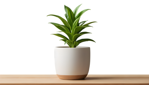 Mockup of a Ceramic Plant Pot