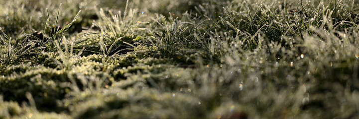 Vorlage Hintergrund Gartenbau Banner. Frost im Gras Rasen. Winter Hintergrund.