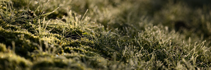 Vorlage Hintergrund Gartenbau Banner. Frost im Gras Rasen. Winter Hintergrund.