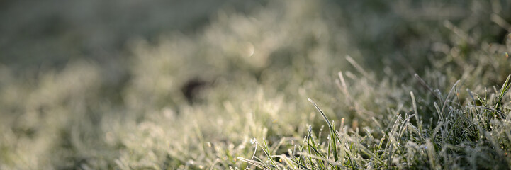 Vorlage Hintergrund Gartenbau Banner. Morgens Frost im Gras Rasen. Winter Hintergrund.