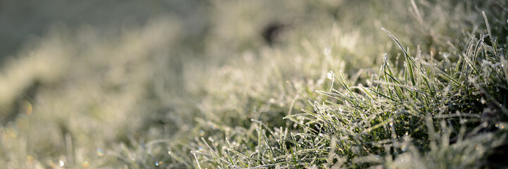 Vorlage Hintergrund Gartenbau Banner. Fr&uuml;hmorgens Frost im Gras Rasen. Winter Hintergrund.
