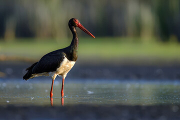 Black stork bird ( Ciconia nigra )
