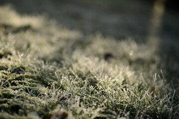 Vorlage Hintergrund für Gartenbau mit Frost im Gras Rasen. Weißer Winter Hintergrund draußen.