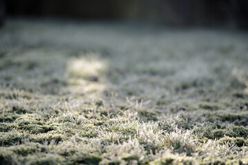 Vorlage Hintergrund für Gartenbau mit winterlichem Frost im Gras Natur Rasen. Weißer Winter Hintergrund im Gegenlicht..