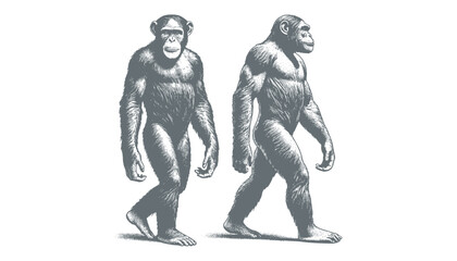 Obraz premium chimpanzee vector | chimpanzee illustration | chimpanzee silhouette | chimpanzee tattoo | chimpanzee engraving | chimpanzee drawing 