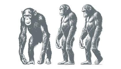 chimpanzee vector  | chimpanzee illustration | chimpanzee silhouette | chimpanzee tattoo | chimpanzee engraving | chimpanzee drawing	