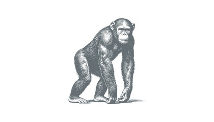chimpanzee vector  | chimpanzee illustration | chimpanzee silhouette | chimpanzee tattoo | chimpanzee engraving | chimpanzee drawing	