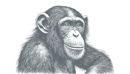 chimpanzee vector  | chimpanzee illustration | chimpanzee silhouette | chimpanzee tattoo | chimpanzee engraving | chimpanzee drawing	
