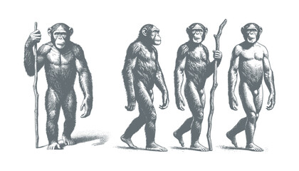 chimpanzee vector  | chimpanzee illustration | chimpanzee silhouette | chimpanzee tattoo | chimpanzee engraving | chimpanzee drawing	