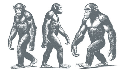 chimpanzee vector  | chimpanzee illustration | chimpanzee silhouette | chimpanzee tattoo | chimpanzee engraving | chimpanzee drawing	