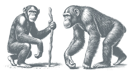 Fototapeta premium chimpanzee vector | chimpanzee illustration | chimpanzee silhouette | chimpanzee tattoo | chimpanzee engraving | chimpanzee drawing 