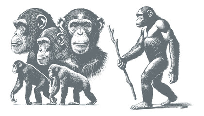 Fototapeta premium chimpanzee vector | chimpanzee illustration | chimpanzee silhouette | chimpanzee tattoo | chimpanzee engraving | chimpanzee drawing 