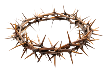 crown of thorns on white