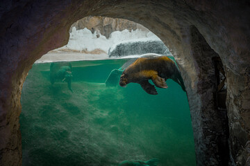 Giant walrus swimming at the zoo