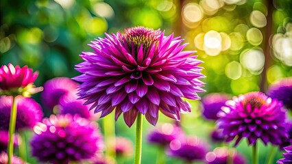 Obraz premium Atlanta Botanical Garden's purple flag iris, bokeh-blurred background, silky petals macro.