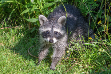 junger Waschbär schaut neugierig in die Kamera