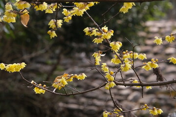 冬の日に香るロウバイの花