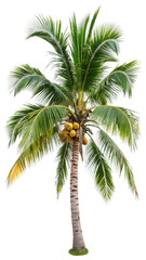 coconut tree isolated on white background