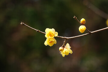 冬の日に香るロウバイの花
