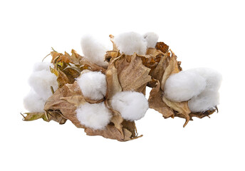 Cotton plant flower transparent png