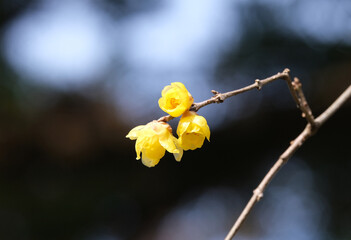 冬の日に香るロウバイの花