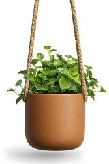 Vibrant Hanging Botanical Basket with Lush Foliage on White Background