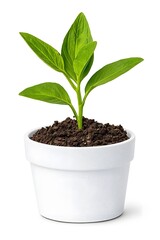 Thriving Tomato Seedling Growing in Pot on White Background