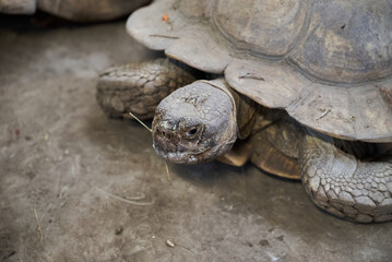 The African spurred tortoise Centrochelys sulcata in Nyíregyháza Zoo, Hungary