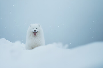 Fototapeta premium Husky dog and puppy sitting in snowy winter scene as a beautiful purebred canine portrait
