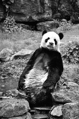 Portrait d'un panda en noir et blanc