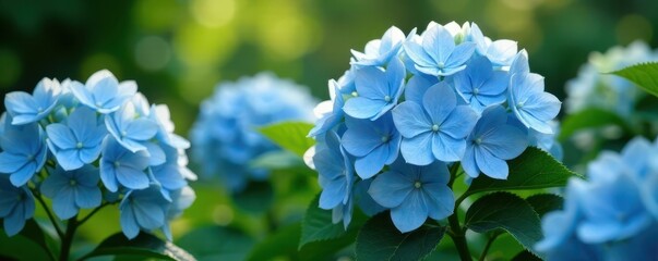 majestic pale blue hydrangeas in full bloom amidst lush greenery, hydrangea, garden