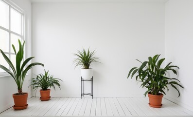 Three potted plants in a white room with one of the pot placed on a stand...Concept: Minimalist style, plant decor, home.