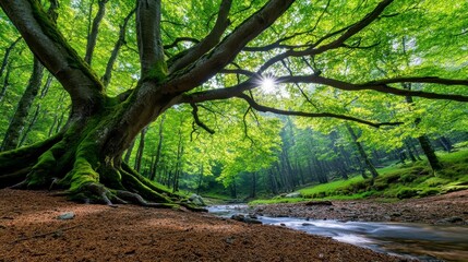 Fototapeta premium Serene Forest with Majestic Tree and Sunlight Through Leaves