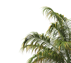 Tropical palm tree leaves isolated on transparent background. palm tree Leaves PNG. Barbel palm tree with a slender and feathery green fronds PNG. transparent palm tree PNG. Acanthophoenix rubra Plant