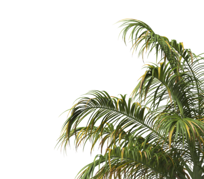 Tropical palm tree leaves isolated on transparent background. palm tree Leaves PNG. Barbel palm tree with a slender and feathery green fronds PNG. transparent palm tree PNG. Acanthophoenix rubra Plant