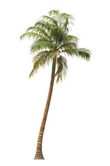 Tropical palm tree isolated on transparent background. single tall Barbel palm tree PNG with a...