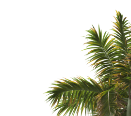 Tropical palm tree leaves isolated on transparent background. palm tree Leaves PNG. Barbel palm tree with a slender and feathery green fronds PNG. transparent palm tree PNG. Acanthophoenix rubra Plant