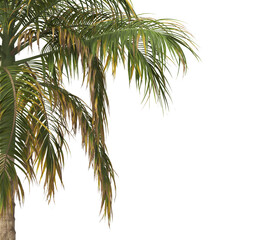 Naklejka premium Tropical palm tree leaves isolated on transparent background. palm tree Leaves PNG. Barbel palm tree with a slender and feathery green fronds PNG. transparent palm tree PNG. Acanthophoenix rubra Plant