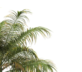 Tropical palm tree leaves isolated on transparent background. palm tree Leaves PNG. Barbel palm tree with a slender and feathery green fronds PNG. transparent palm tree PNG. Acanthophoenix rubra Plant